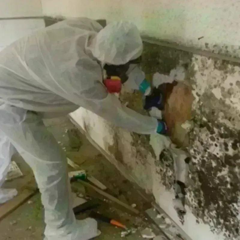 Mold Remediation and Removal in Raven, VA